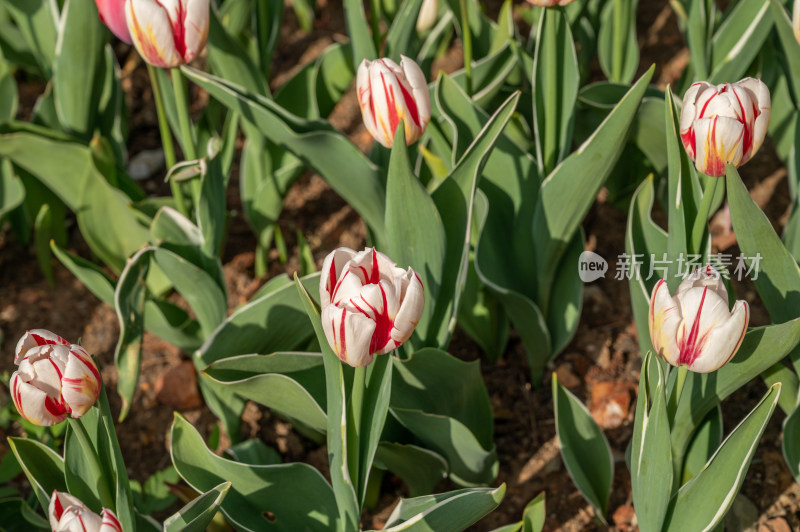 红白条纹郁金香花卉