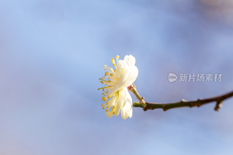 枝头盛开的白色梅花特写