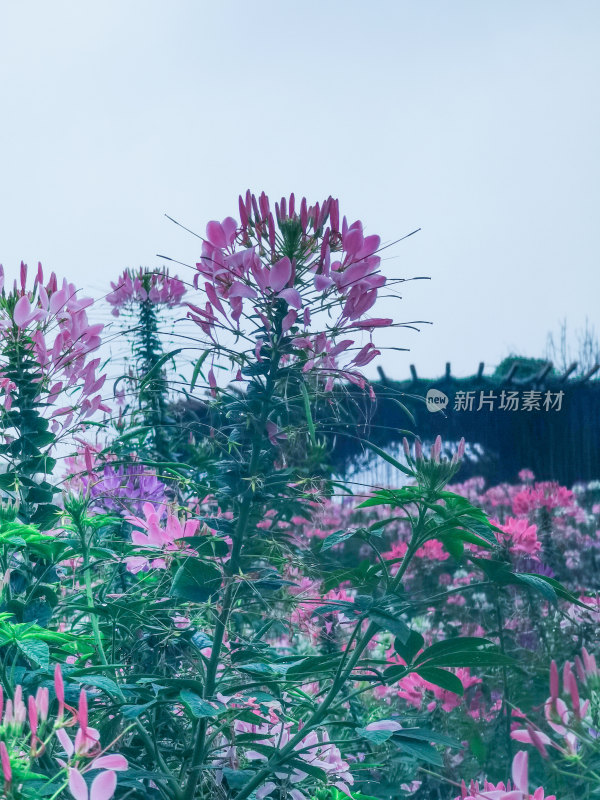 佛山市千灯湖公园醉蝶花花海