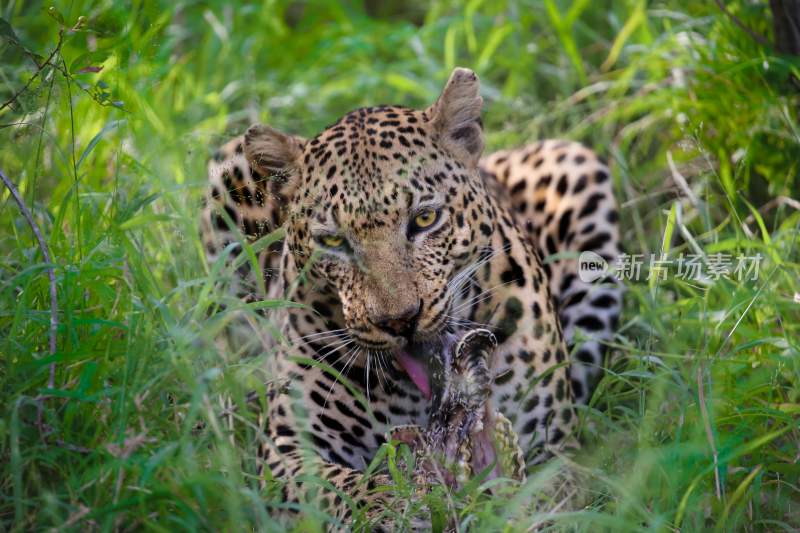 野生动物豹子猎豹猎食动物