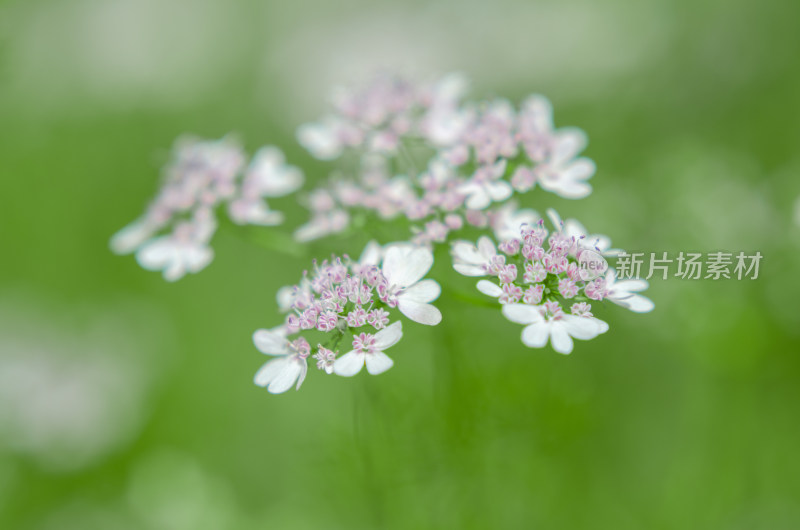 香菜开花了