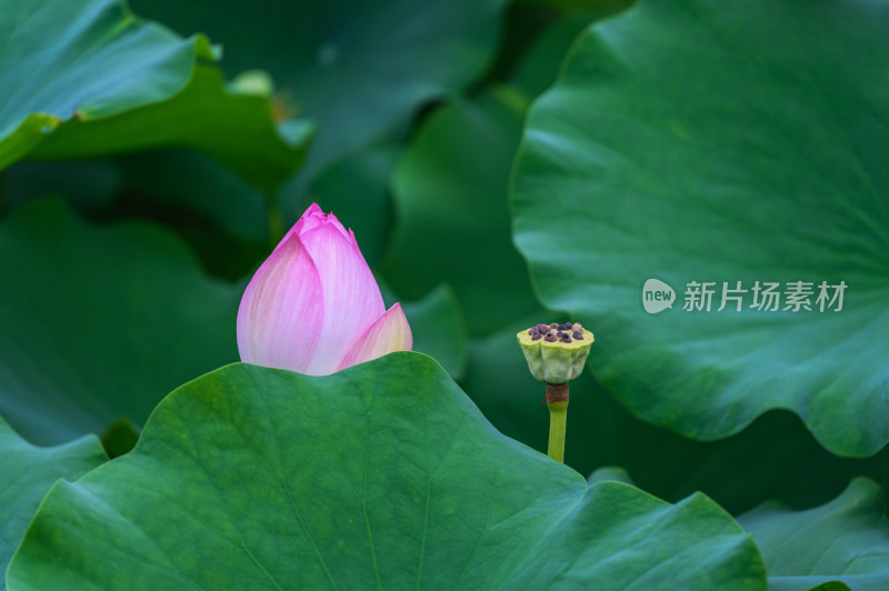 夏季荷塘荷花莲蓬荷叶特写