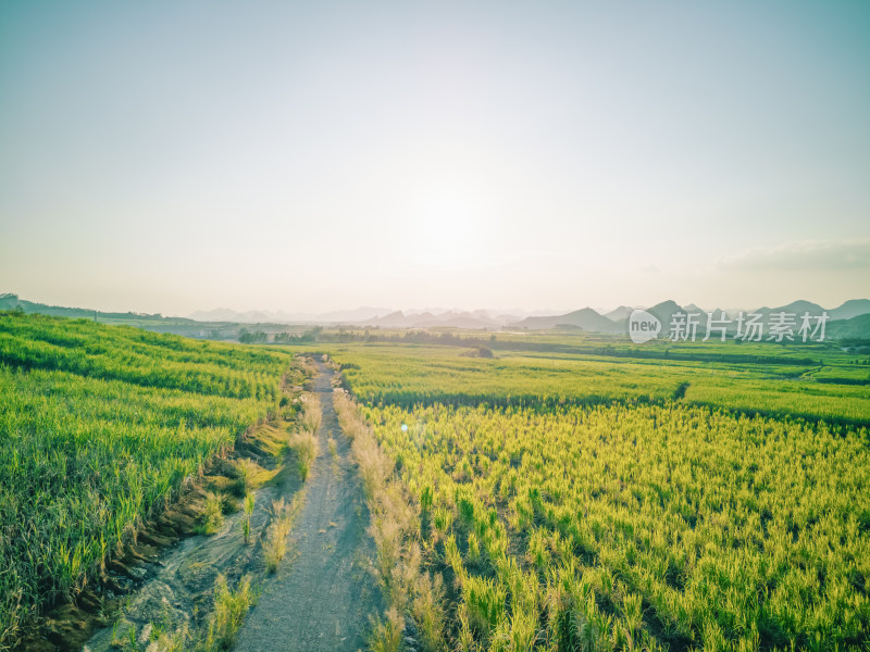 航拍夕阳下广西柳州柳江区广阔的甘蔗地