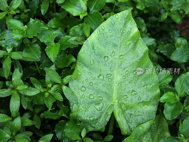 春天绿色的树叶叶子和雨滴水滴露水