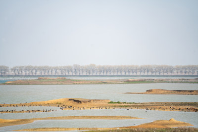 武汉东西湖府河湿地候鸟