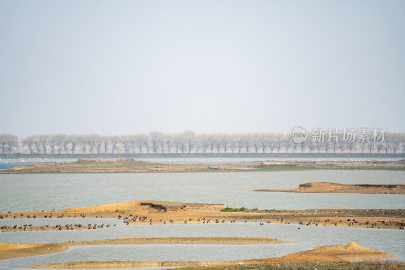 武汉东西湖府河湿地候鸟