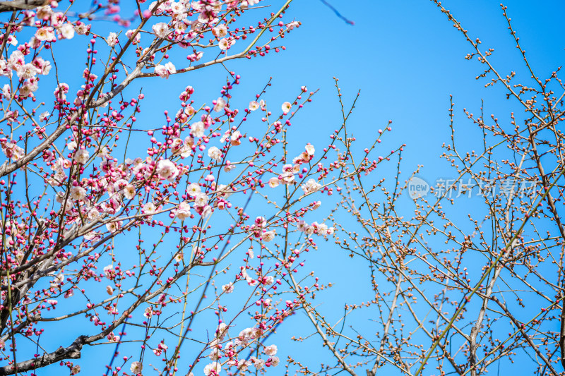 春天北京市内桃花盛开明城墙遗址公园