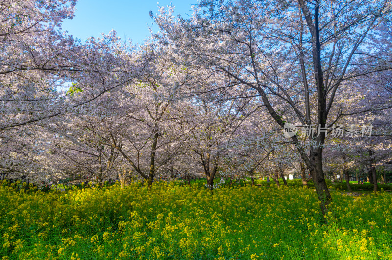 武汉东湖磨山樱花园樱花盛开