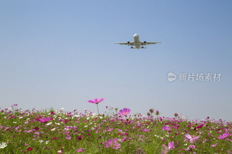 成都空港花田