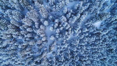 冬季森林航拍针叶林雪景