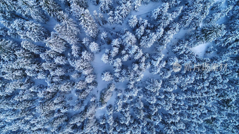 冬季森林航拍针叶林雪景