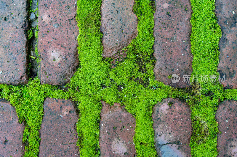 地面上的绿色苔藓