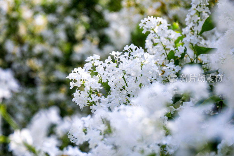 白色丁香花