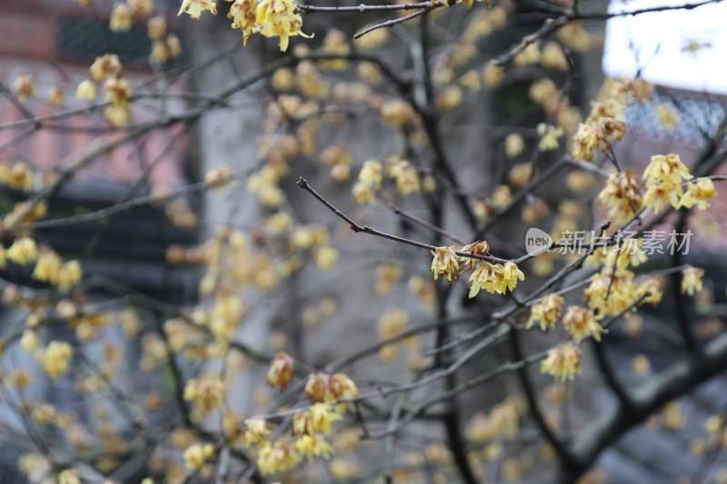 绽放的黄色腊梅花特写