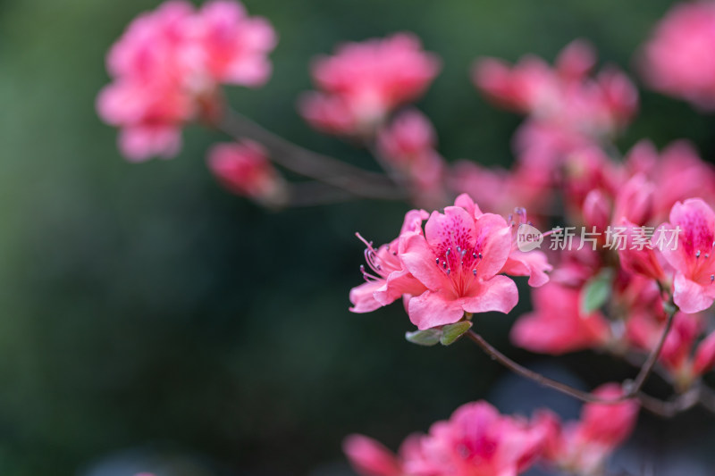 杜鹃花、映山红