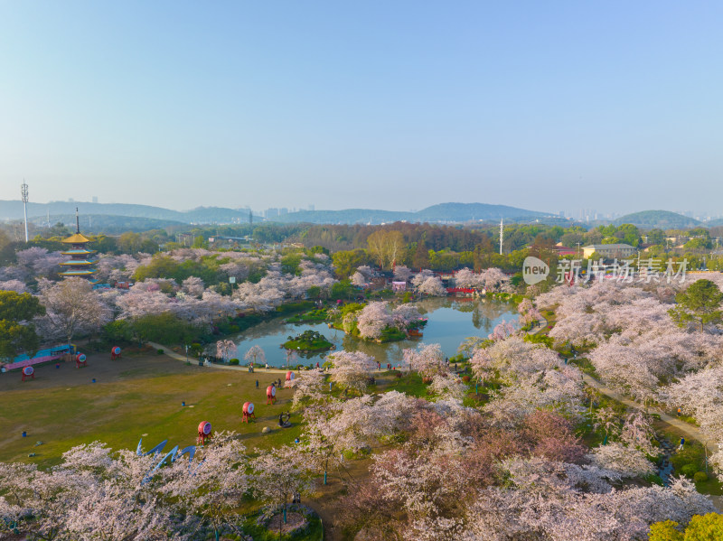 武汉东湖磨山樱花园樱花盛开