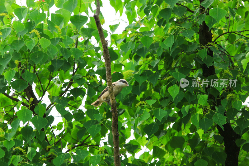 夏天绿树上的一只伯劳