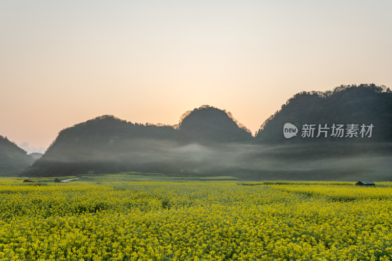 春天盛开的油菜花