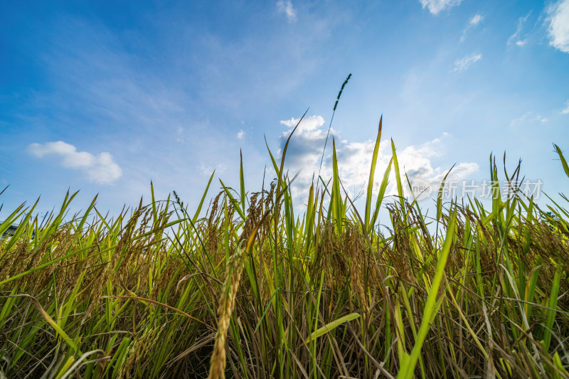 夏天，海南省三亚市农村农田正在生长的水稻
