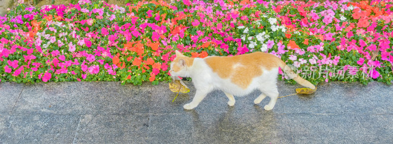 佛山市顺峰山公园宝林寺内的猫咪