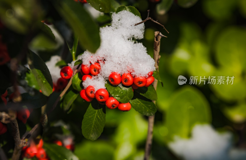 冬日红色浆果上的雪节气背景图