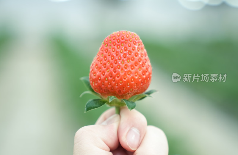 一粒新鲜的草莓