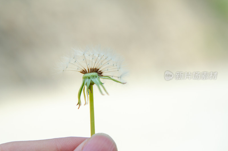 手指上的蒲公英特写