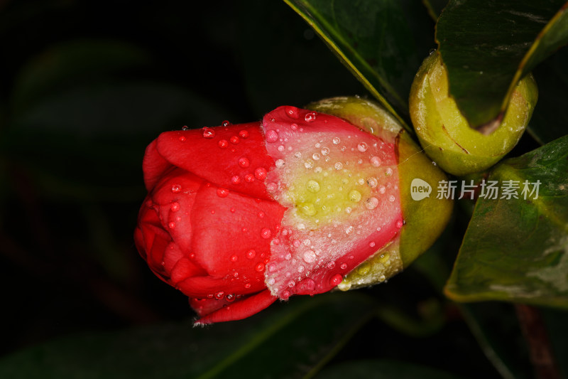 雨滴轻吻山茶花