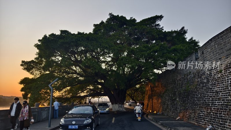 古城墙旁大树下的街道景象