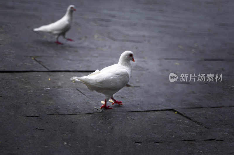 户外吃食的白色鸽子