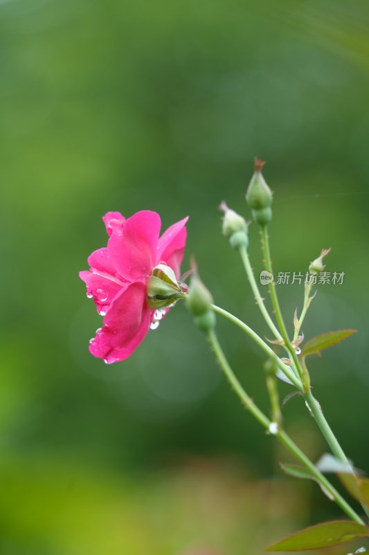 粉色月季花特写---雨后月季