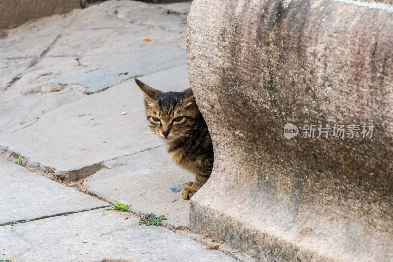 石缝中探出头的小猫