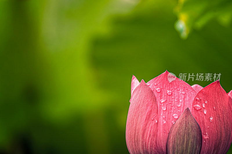 雨后荷花上的水珠