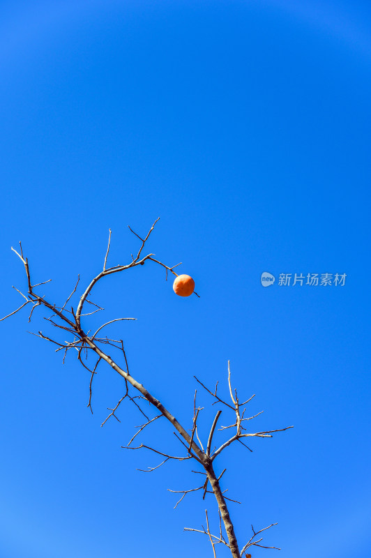 秋天蓝天北京成熟的柿子树