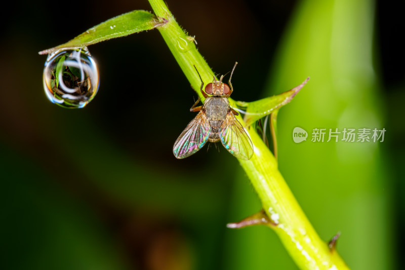 晶莹水珠与苍蝇