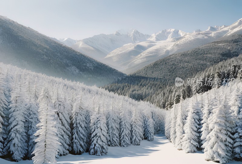 冬季森林白雪覆盖风景