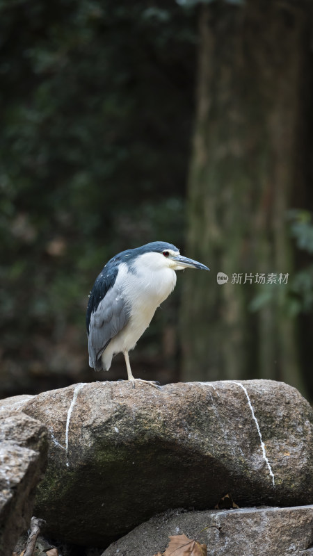 夜鹭站在岩石上的姿态