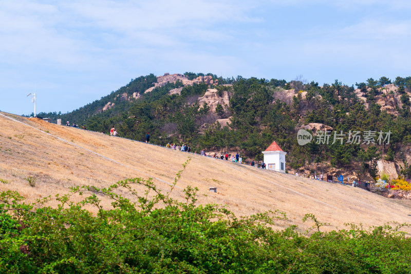 青岛大珠山杜鹃花风光