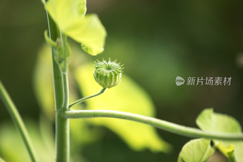 野外的苘麻特写