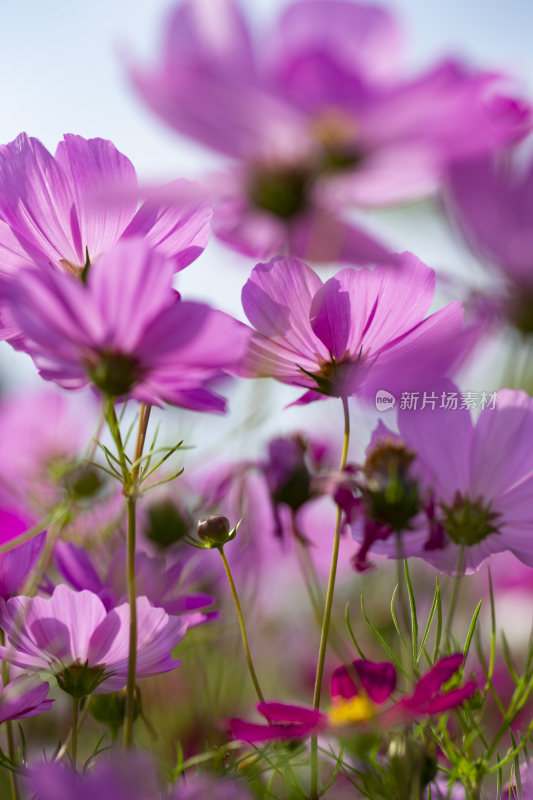 春天里盛开的格桑花