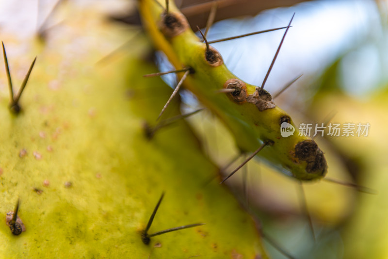 仙人掌的特写镜头