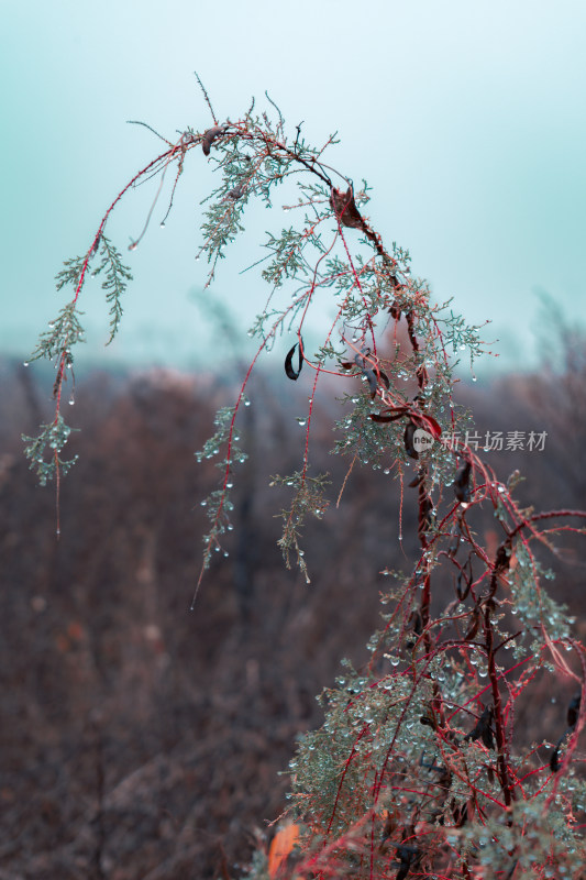 深秋风光/植被/雨滴/湿漉漉