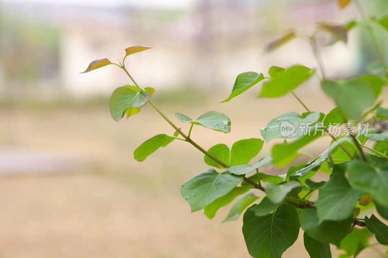 雨后的丁香花枝叶