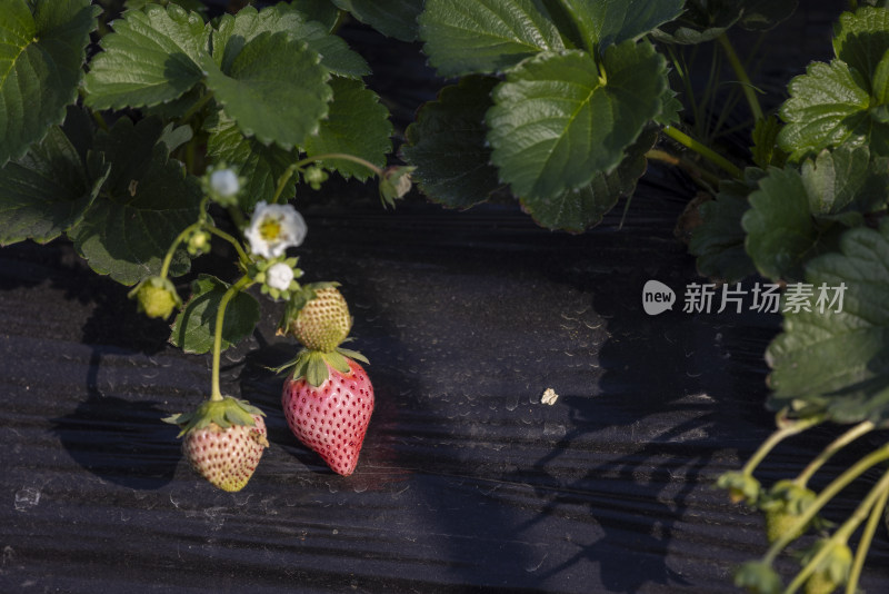 江南大棚覆盖地膜种植生态草莓