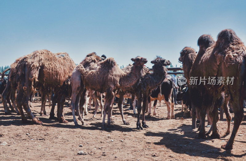 新疆喀什牛羊大巴扎农贸交易市场骆驼