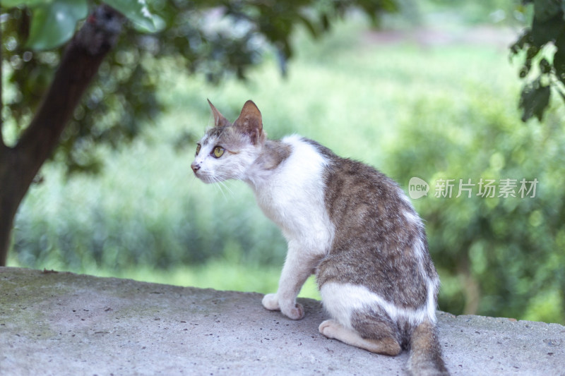 猫咪慵懒躺卧在石台上的可爱姿态