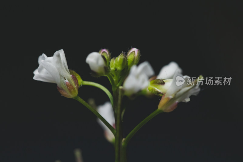 黑色背景野花特写镜头