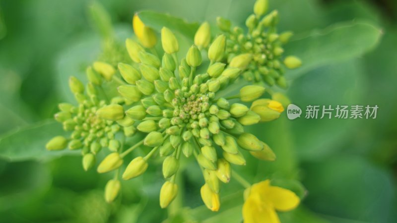 油菜花特写镜头