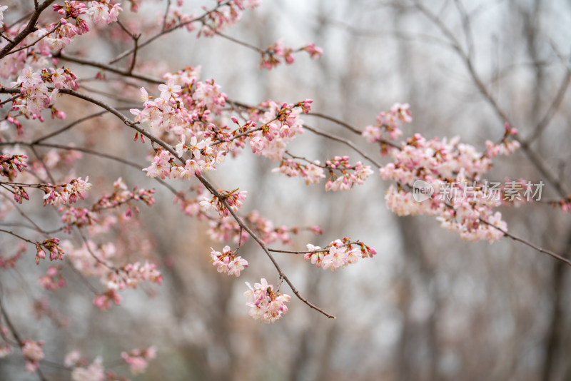 春天樱花