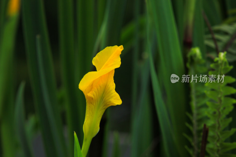 花草植物背景